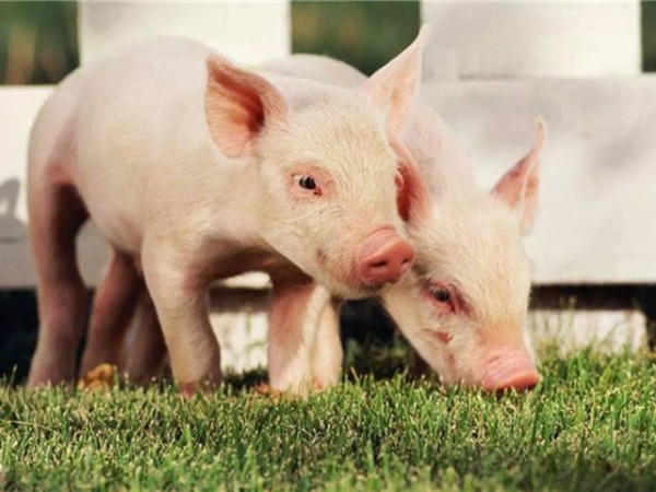 �ڷ������л������������߸����գ�