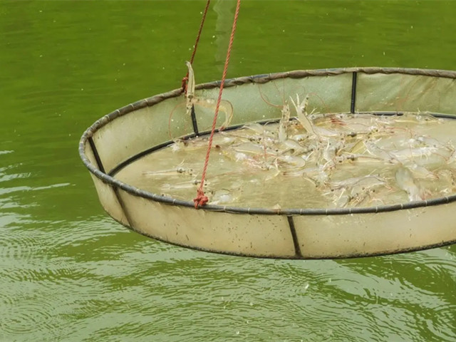 ��Ϻ���Ƶ�����