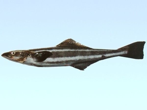 �������Ӽ�