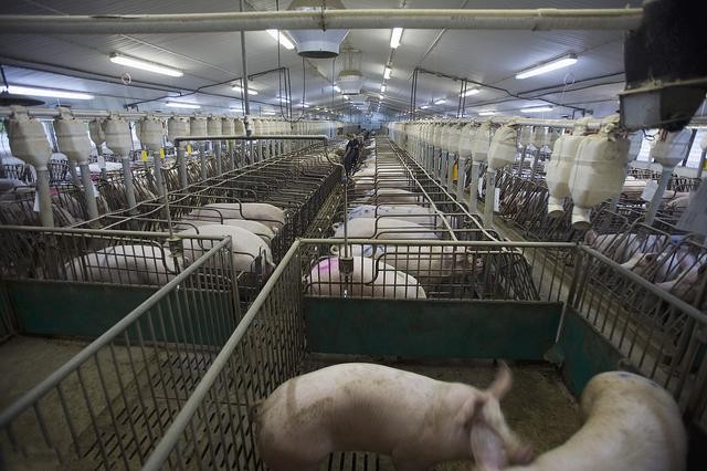 pp����ģ����������������������