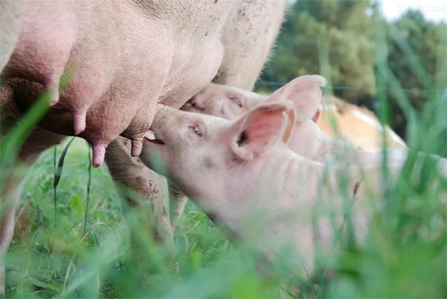 ���������Ӽ�