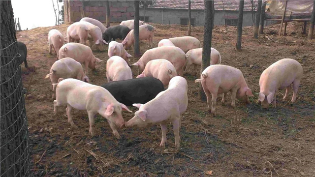 �������Ӽ�