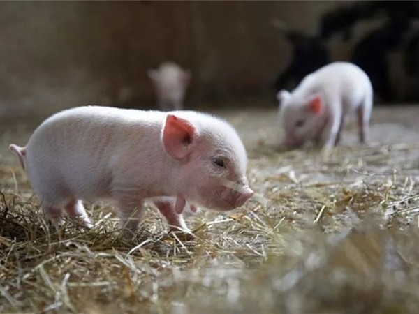 ���������Ӽ�