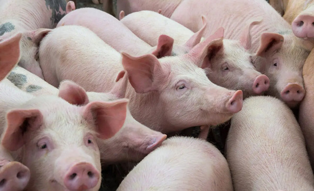 ������Ѷ