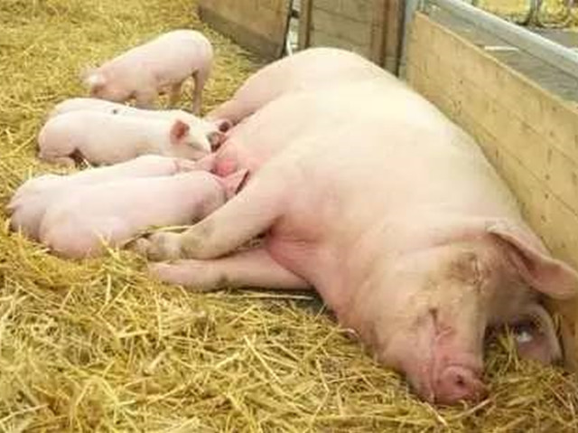 ĸ����Ѫ������ô���