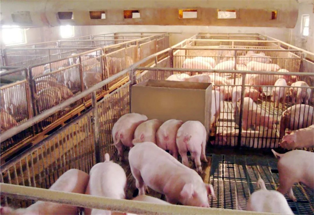 ������ֳ