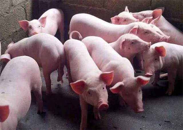 ��������-����ʡ��