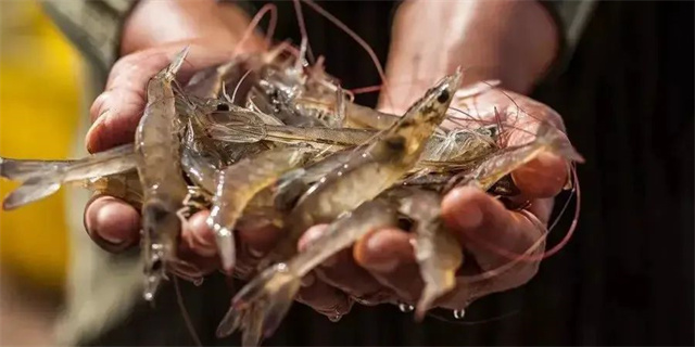 ��Ϻ����