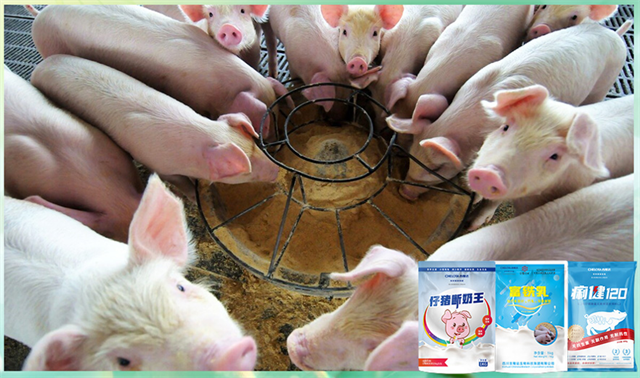 pp����ģ�������������������Ӽ�