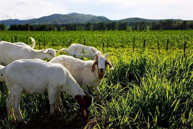 �����������ҵ��Ӱ��