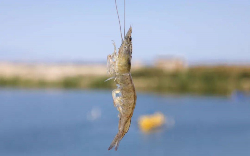 ��ֳ�����׶�Ϻ����Ҫ��