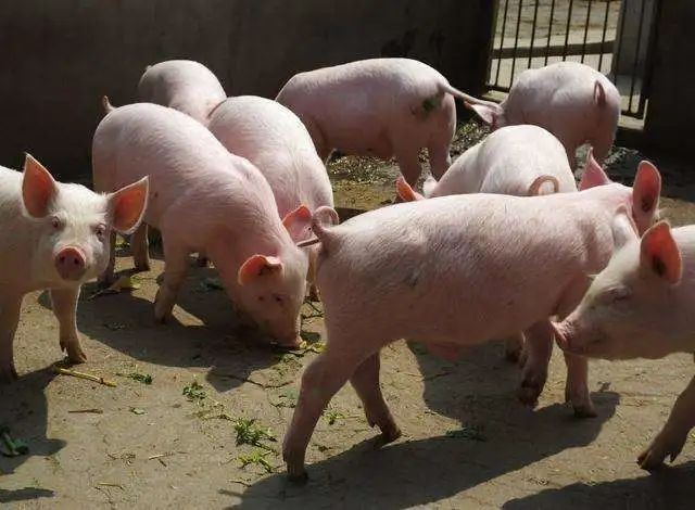 �������Ӽ�