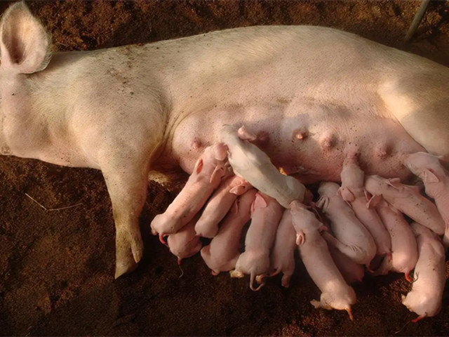 ��ĸ��������������