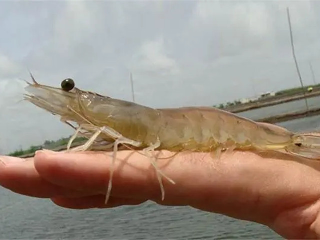 �����ء���Ϻ��������ԭ�򼰲��ȴ�ʩ����Ϻ��ֳ�󻧶��ڿ���