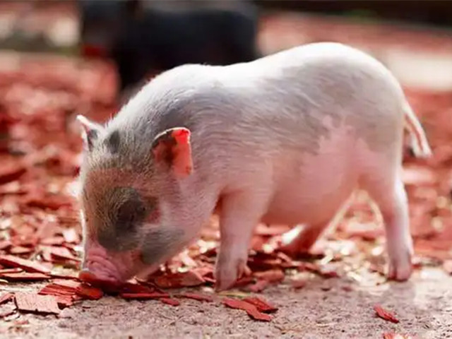 �������������пԪ������