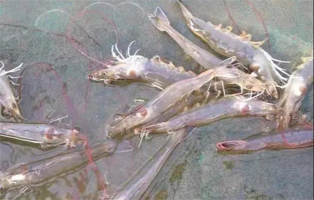 ��ϺӦ������