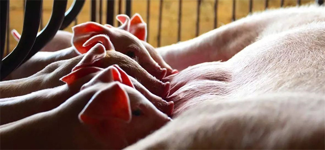 pp����ģ���������������п��Ӧ��