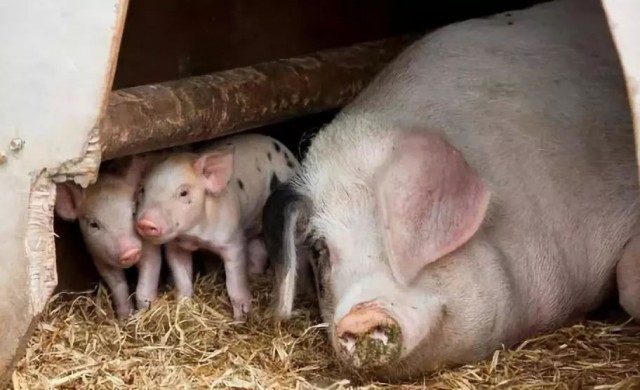 ĸ������̱����ô����