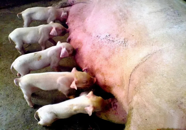 ĸ����Ѫ������ô��