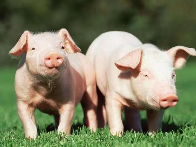 ʲô���������Ӽ����������Ӽ���ʲô��;