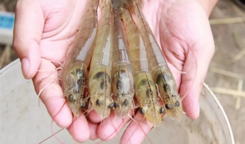 ��������Ϻ