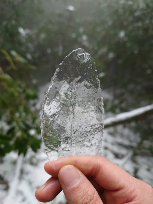 pp����ģ����������Ӱ������Ʒ����Ҷ��