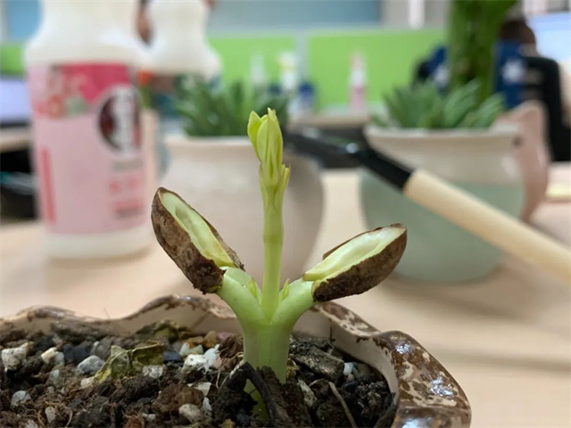 pp����ģ����������Ӱ������Ʒ����΢��