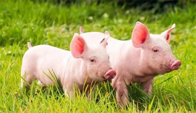 Ԥ��������к