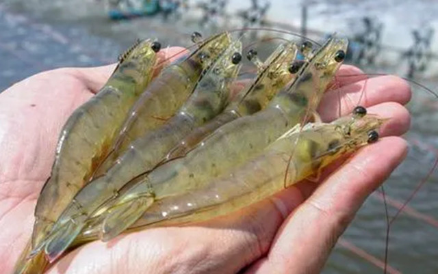 �����׶�Ϻ�ѿǹ���