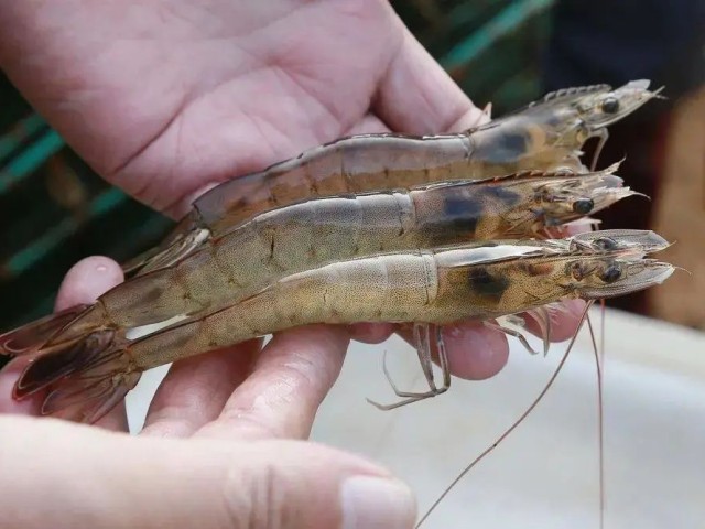 ΢��Ԫ��ȱ���Զ�Ϻ��Ӱ��