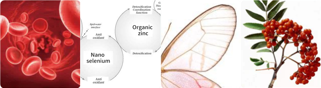 pp����ģ������������Ѫ