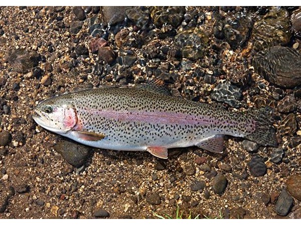 ����������������������õ�п���̡�ͭԴ