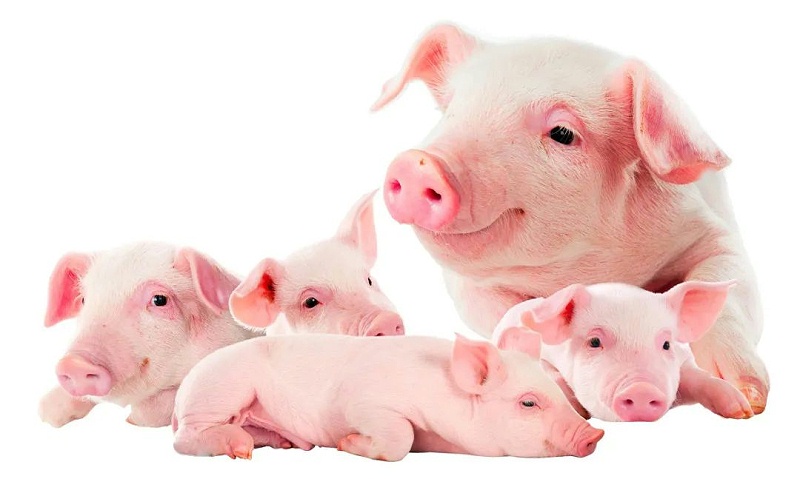 ������Ч����ô����