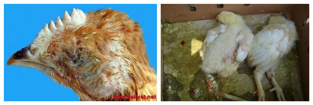 �������Ӽ�