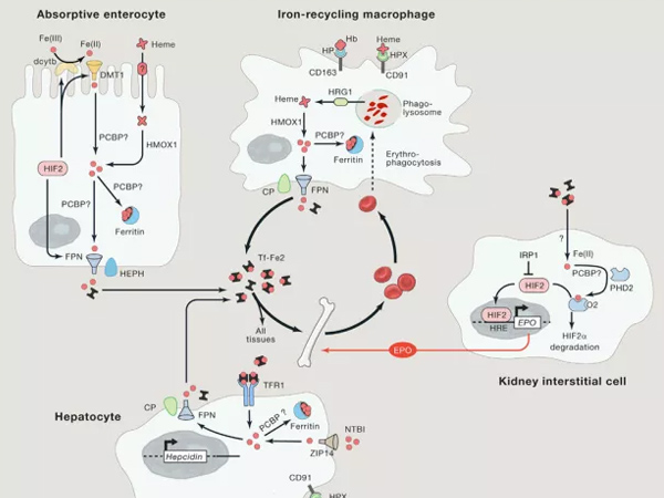 ΢��Ԫ�����Ӽ����������������ѡ�����Ƽ��ͷ���