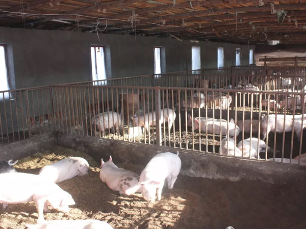 �������������������������������΢��Ԫ��Ԥ�������������