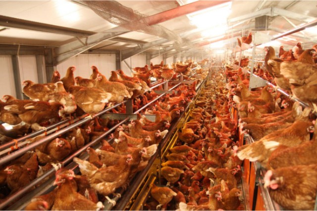 ������Ӧ��������������