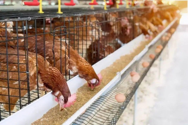 ������Ӧ��������������