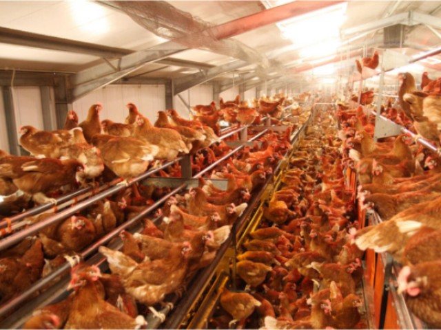 ������Ӧ��������������