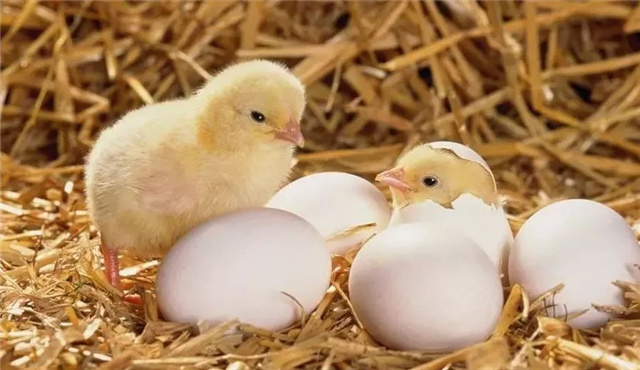 �������Ӽ�