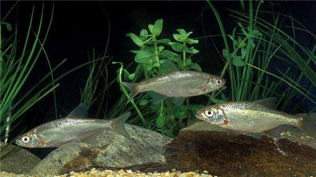 �������Ӽ�