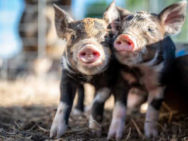 �������������������н�����������Ҫ�μ��⼸������Ҫ�㣡