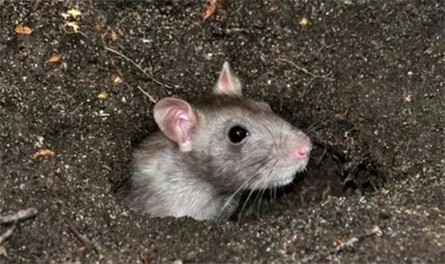 ��������Ҫ��