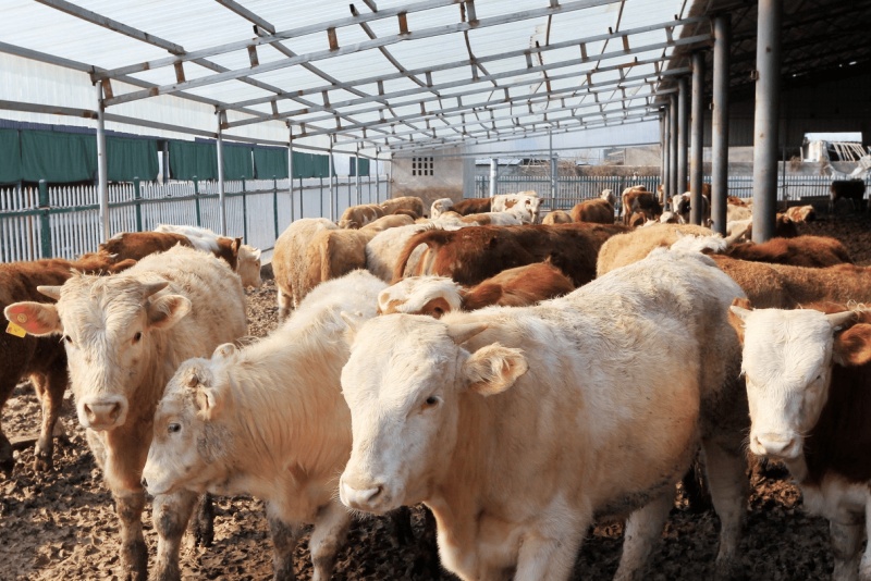 ����ţ����ֳ