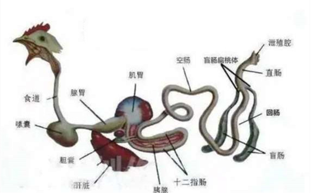 �����������ͼ