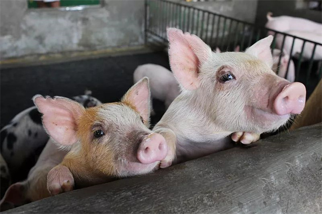 pp����ģ��������