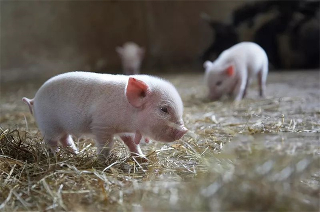 pp����ģ��������