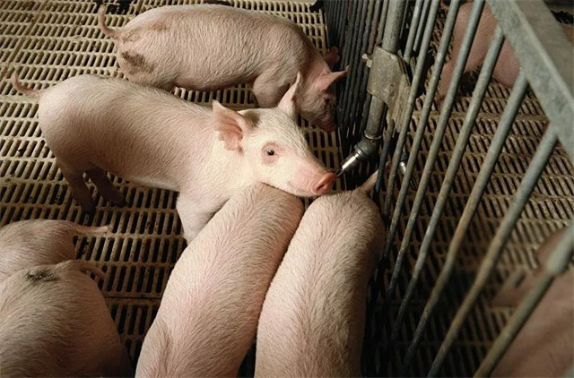 ������ֳ