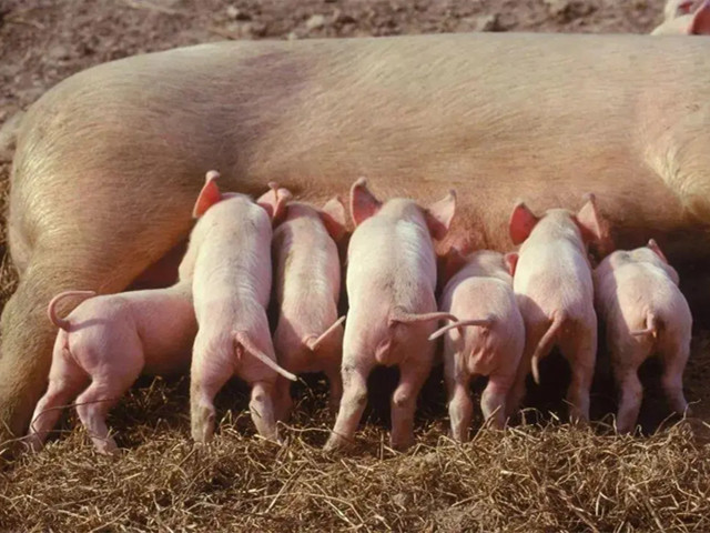 �����ٲ�Ѫ������������ĸ������Ѫ�������Ч����