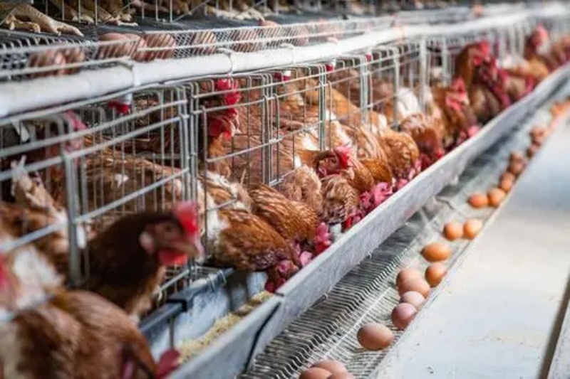 ����������������Ҫ��